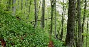 Bagaimana Menciptakan Aplikasi yang Berkinerja Tinggi Secara Efisien